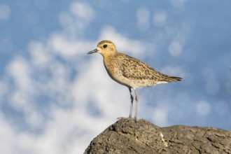 Pacific Golden Plover (Pluvialis fulva), Victoria, Australia