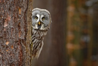 Portrait of Great grey owl, Strix nebulosa, hidden behind tree trunk in the winter forest, with