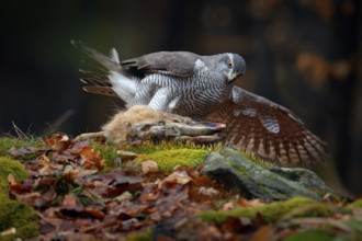 Animal behaviour, wildlife scene from nature. Goshawk in the orange vegetation.Goshawk, Accipiter