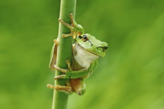 European tree frog, Hyla arborea, sitting on grass straw with clear green background. Nice green
