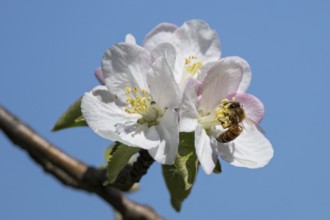 Honey Bee (Apis mellifica) worker collecting nectar from apple tree (Pyrus malus) blossom, Hesse,
