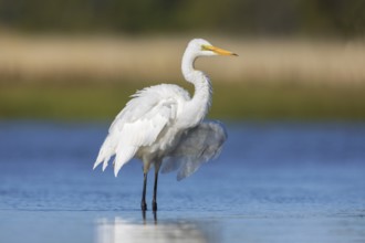 Great Egret (Ardea alba modesta), Victoria, Australia