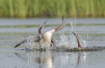 Red-throated Loon (Gavia stellata) group, Iceland