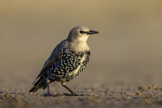 Common Starling (Sturnus vulgaris) juvenile perched on the ground, North Rhine-Westphalia, Germany