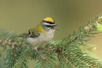Common Firecrest (Regulus ignicapilla) singing, Baden-Wuerttemberg, Germany
