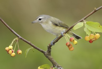 Warbling Vireo (Vireo gilvus), British Columbia, Canada