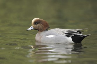 Hybrid: Eurasian Wigeon x American Wigeon (Mareca penelope x Mareca americana) male, British