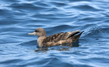 Sooty Shearwater Puffinus griseus San Diego, California, United States 14 September Adult