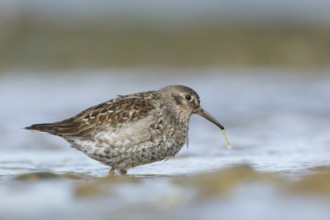 Purple Sandpiper (Calidris maritima), Myvatn, Iceland