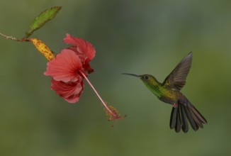 Male Bronze-tailed-Plumeleteer (Chalybura urochrysia) - at the Nature Pavilion in La Virgen, Costa