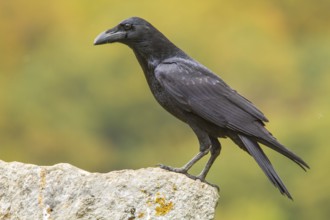 Northern Raven (Corvus corax), perched on a stone, Castile and Leon, Spain