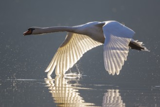 Mute Swan (Cygnus olor) flying, Carinthia, Austria