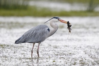 Grey Heron (Ardea cinerea) eating frog, North Rhine-Westphalia, Germany