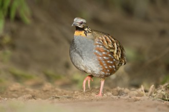 Rufous-throated Partridge (Arborophila rufogularis), Yunnan, China