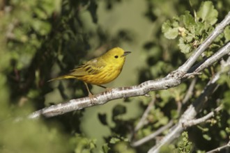 American Yellow Warbler (Setophaga aestiva) male, California, USA