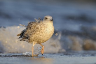 European Herring Gull (Larus argentatus), Mecklenburg-Western Pomerania, Germany