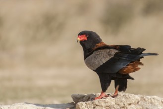 Bateleur (Terathopius ecaudatus) male, Northern Cape, South Africa