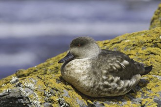 Crested Duck (Lophonetta specularioides), Falkland Islands