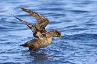 Sooty Shearwater (Ardenna grisea), Eilat, Israel