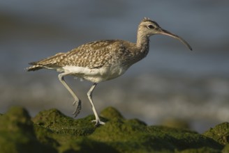 Whimbrel (Numenius phaeopus), Oman