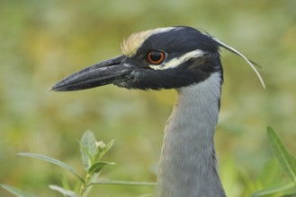 Yellow-crowned Night Heron (Nyctanassa violacea), Texas, USA