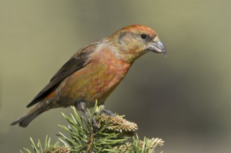 Red Crossbill (Loxia curvirostra) male, Oregon, USA