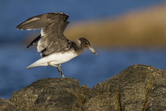 Sooty Gull (Ichthyaetus hemprichii), Oman