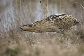 Eurasian Bittern (Botaurus stellaris) foraging, Burgenland, Austria