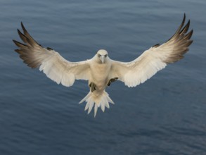 Northern Gannet (Morus bassanus) flying, Schleswig-Holstein, Germany