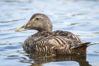 Common Eider (Somateria mollissima), female, Seahouses, United Kingdom