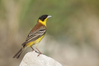 Black-headed Bunting (Emberiza melanocephala) male, Cyprus