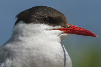 Arctic Tern (Sterna paradisaea), portrait, Farne Islands, United Kingdom