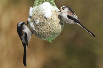 Long-tailed Tit (Aegithalos caudatus), Lower Saxony, Germany