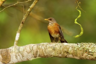 Rufous-backed Robin Turdus rufopalliatus El Tuito, Jalisco, Mexico 9 June Adult Turdidae