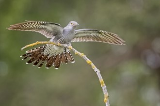 Common Cuckoo (Cuculus canorus) male, Saxony-Anhalt, Germany