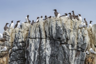Common Murre (Uria aalge) colony on cliff, Farne Islands, United Kingdom