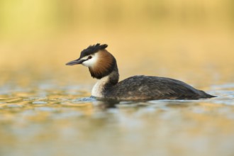 Great Crested Grebe (Podiceps cristatus), North Rhine-Westphalia, Germany