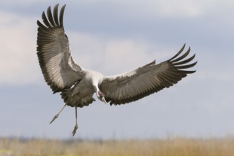 Common Crane (Grus grus) flying, Mecklenburg-Western Pomerania, Germany