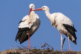 White Stork (Ciconia ciconia) pair, Lower Saxony, Germany
