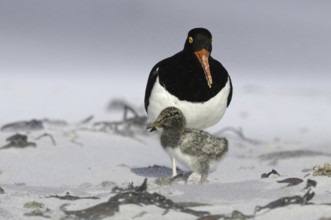 Magellanic Oystercatcher (Haematopus leucopodus) chick, Falkland Islands