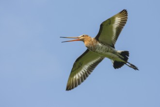 Black-tailed Godwit (Limosa limosa) calling in flight, Netherlands