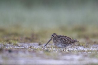 Common Snipe (Gallinago gallinago) foraging, North Rhine-Westphalia, Germany