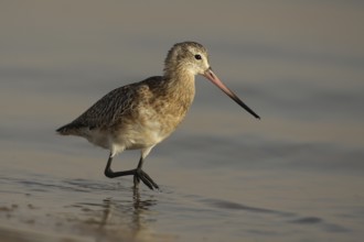 Black-tailed Godwit (Limosa limosa), Banc d'Arguin National Park, Mauritania