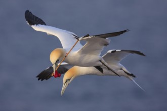 Northern Gannet (Morus bassanus) flying, Schleswig-Holstein, Germany