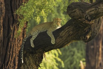 Leopard (Panthera pardus) female resting in tree, Samburu National Reserve, Kenya