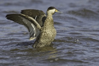 Silver Teal (Spatula versicolor), Falkland Islands