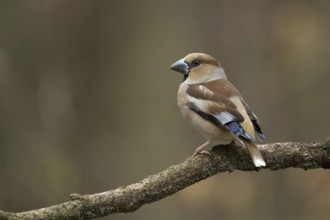 Appelvink vrouw zittend op tak, Hawfinch female isitting on pearch