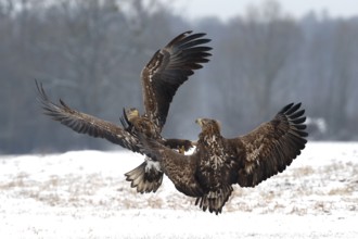 White-tailed Eagle (Haliaeetus albicilla) juveniles wrangling, Poland