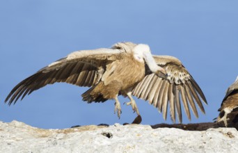 Griffon Vulture (Gyps fulvus), Mallorca, Spain