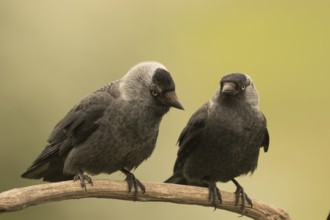 Western Jackdaw (Coloeus monedula) perched on a branch, Serbia